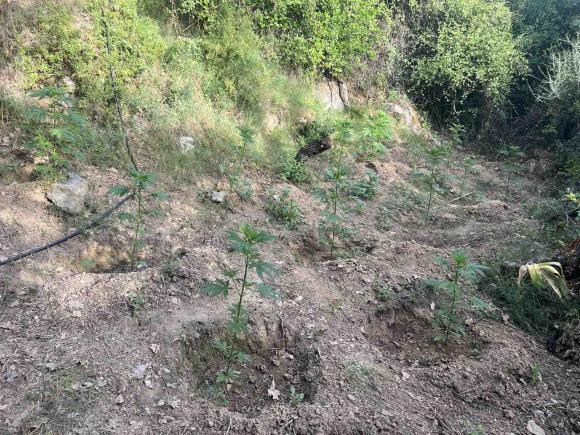 ΦΩΤΟ | Εντοπίστηκαν φυτείες δενδρυλλίων κάνναβης στο Ρέθυμνο